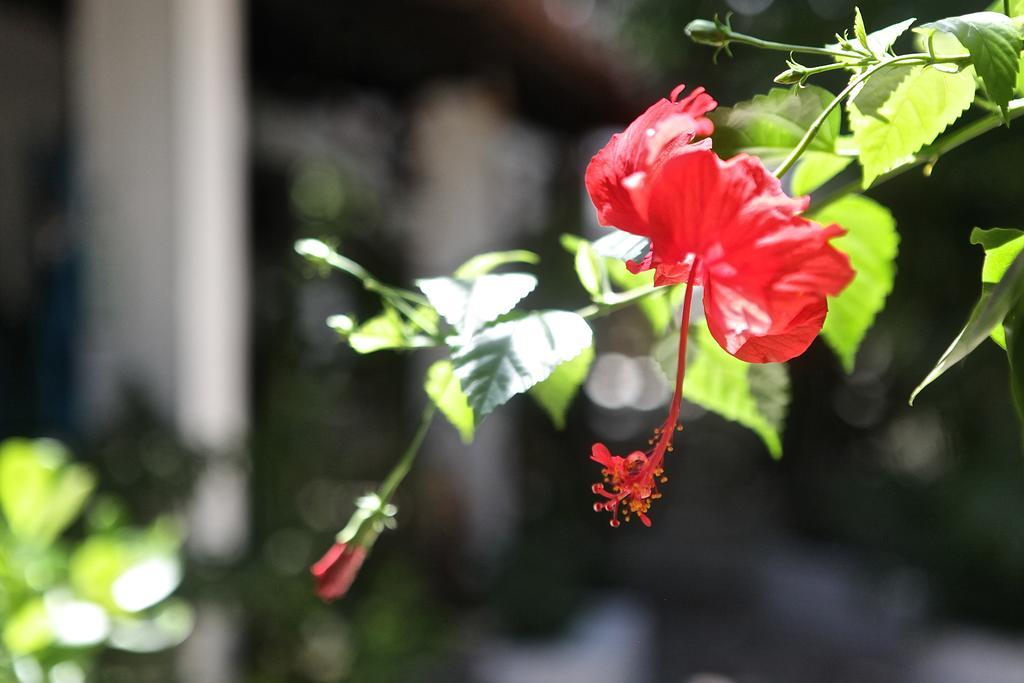 Encanto Das Flores Praia de Pipa المظهر الخارجي الصورة