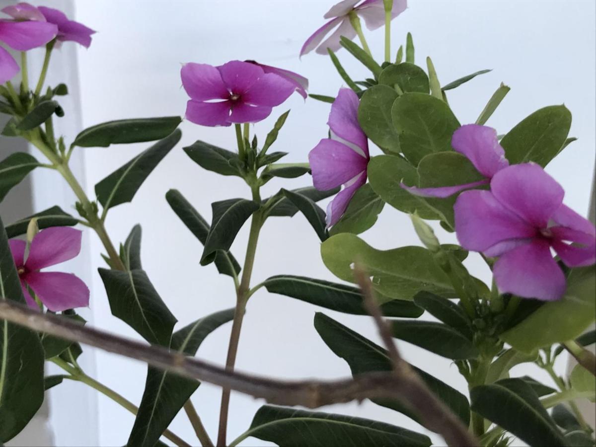 Encanto Das Flores Praia de Pipa المظهر الخارجي الصورة